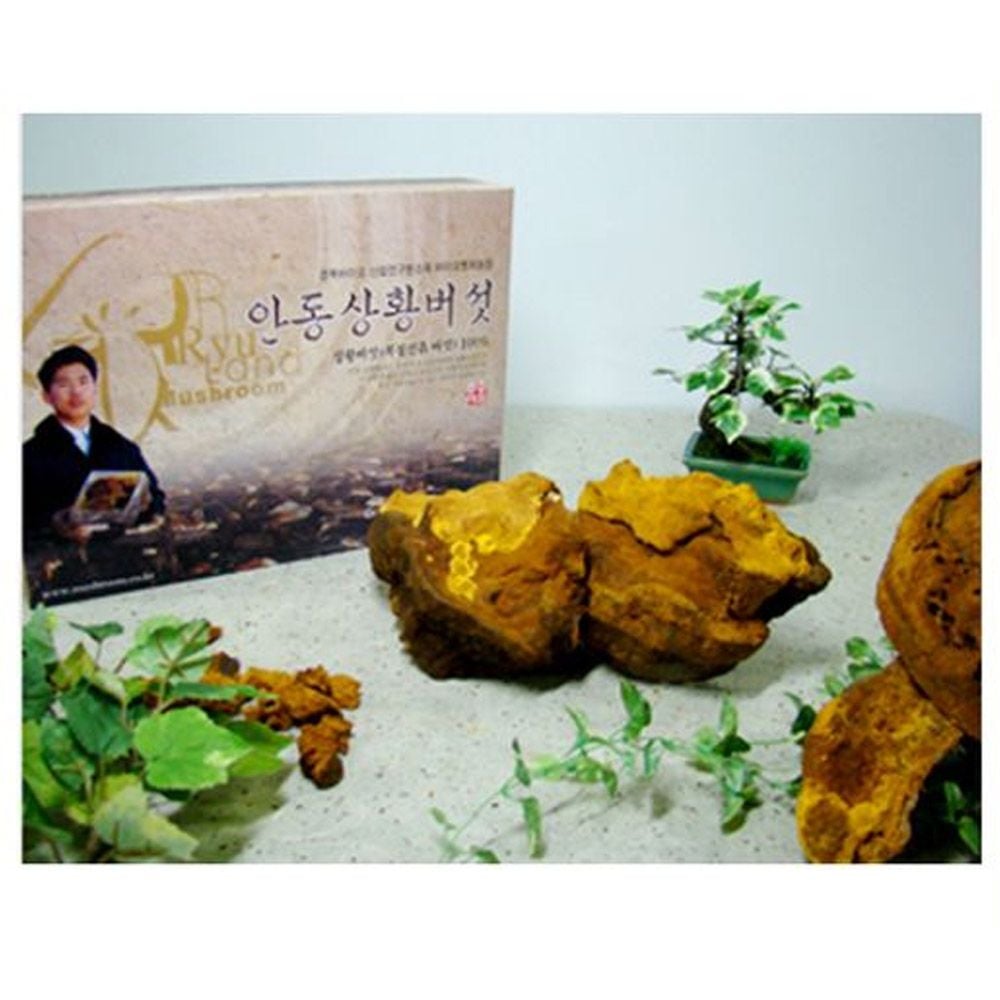 안동 300g 국내산 상황버섯(진상품) 선물세트 약용 321,750원