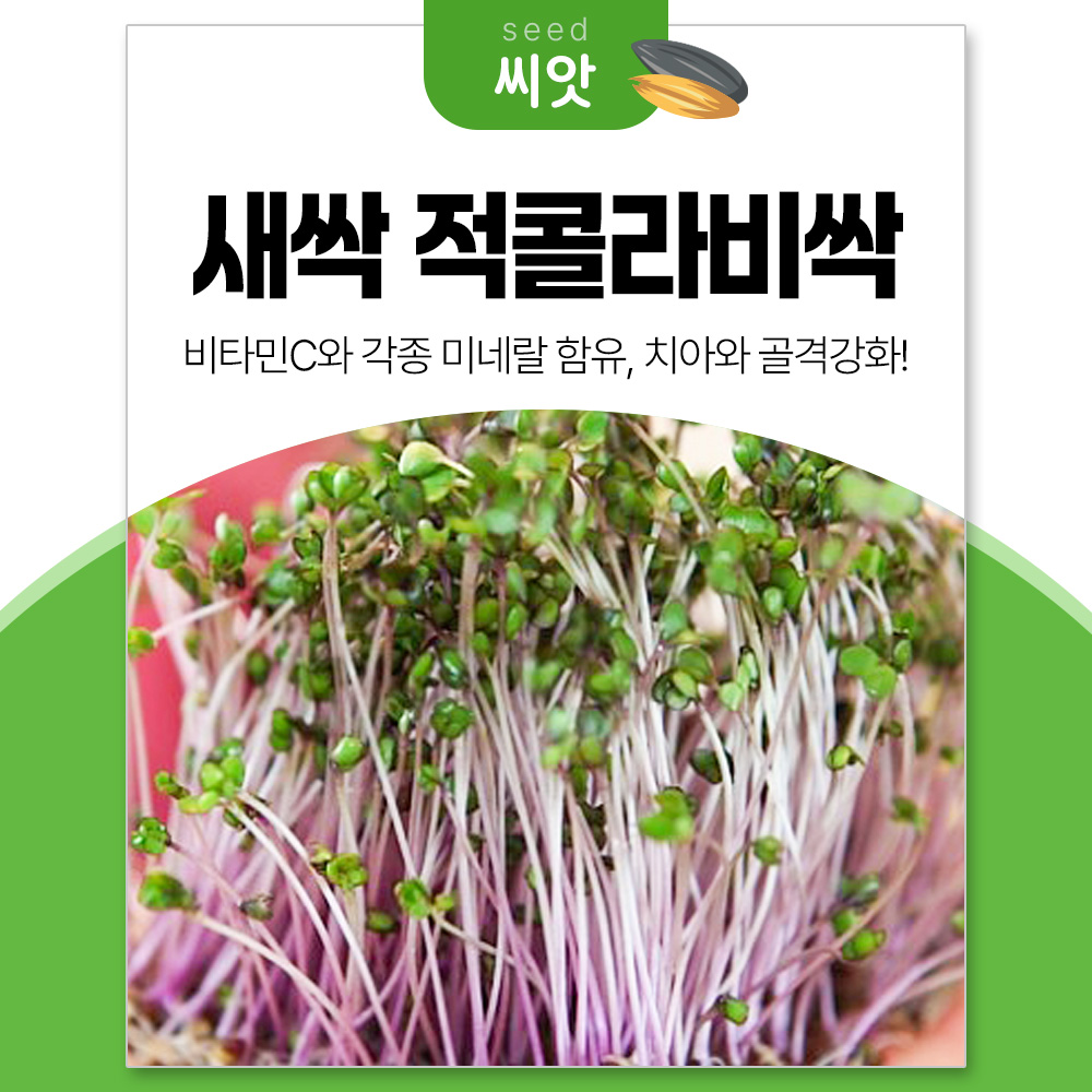 세경팜 적콜라비싹 30g 새싹채소 씨앗 16,000원