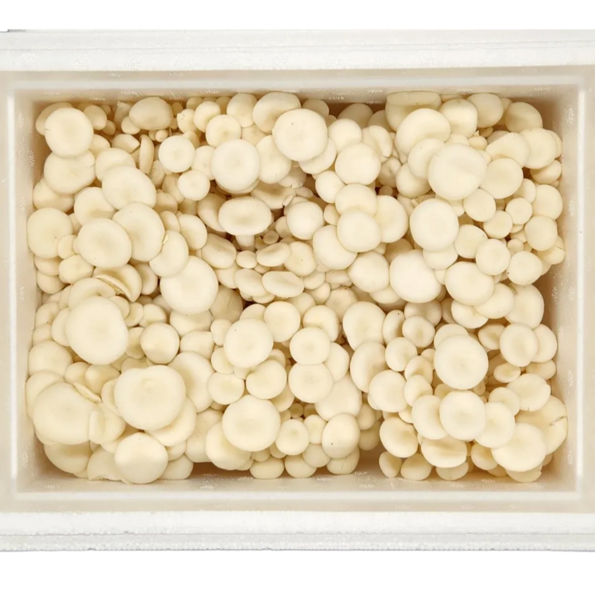 산지직송 친환경 무농약 GAP 굴맛버섯 1kg 풍부한 굴향버섯 느타리 8,500원