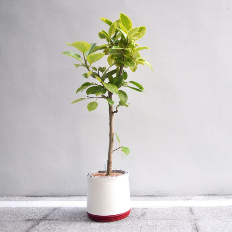 에어리 공기청정화분 나무/꽃나무 화분 195,000원