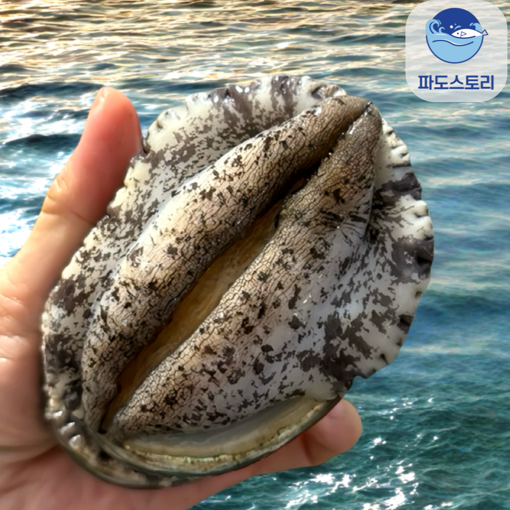 [파도스토리] 완도전복 2kg 왕특대 직거래 산지직송 산소포장 선물 세트 60,000원