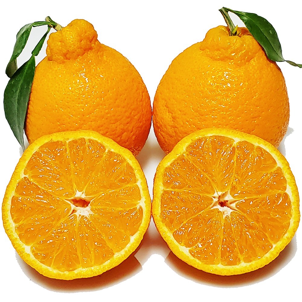 [맛없음반품] 새콤달콤한 한라봉 산지직송 선물용 가정용, 가정용포장, 한라봉 특대과 10kg(19~31과), 1박스 83,900원