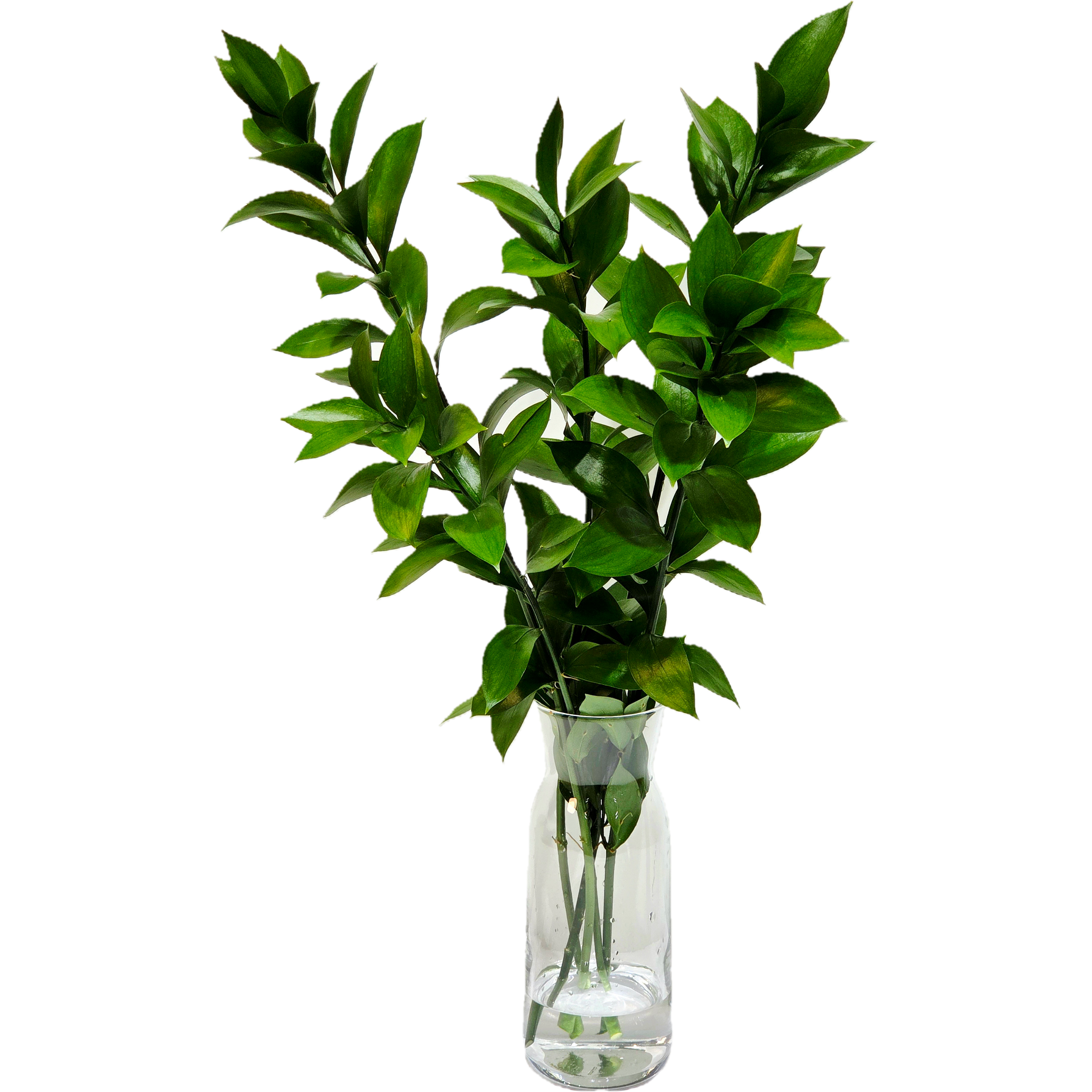 더플라워24 루스커스 생화꽃다발 그린소재 인테리어소품 수경식물 생화배송 10줄기, 5개, 루스커스 8,900원