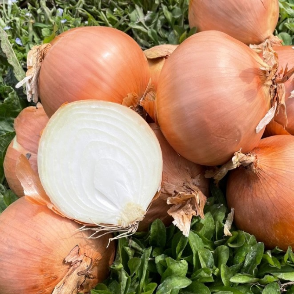 왕도매 수입 특대 중국산 양파 10키로, 15키로, 1개 19,500원