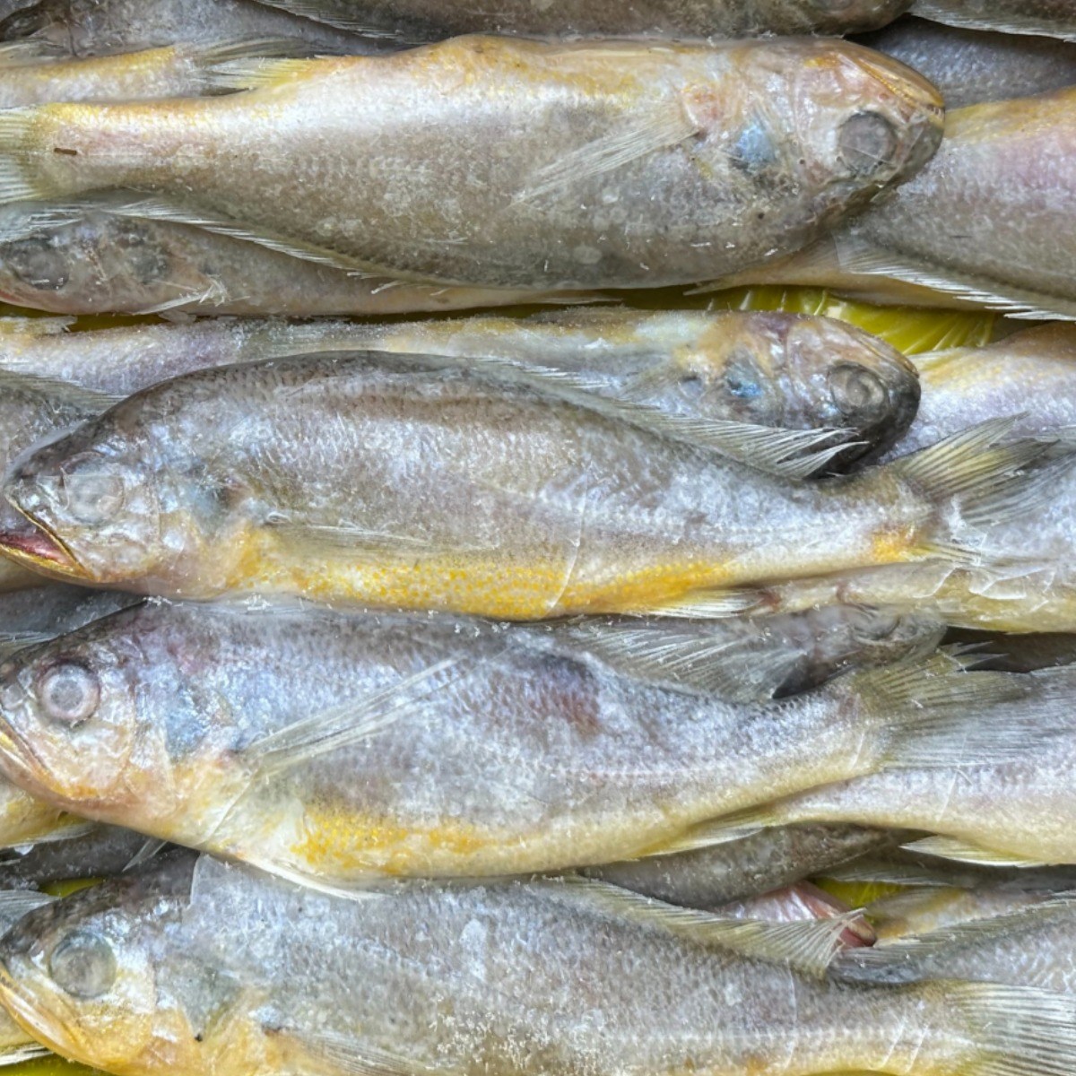 냉동 참조기 2.5kg 3.5kg 대용량 업소용 수입산 조기 식당 식자재, 1개 42,900원