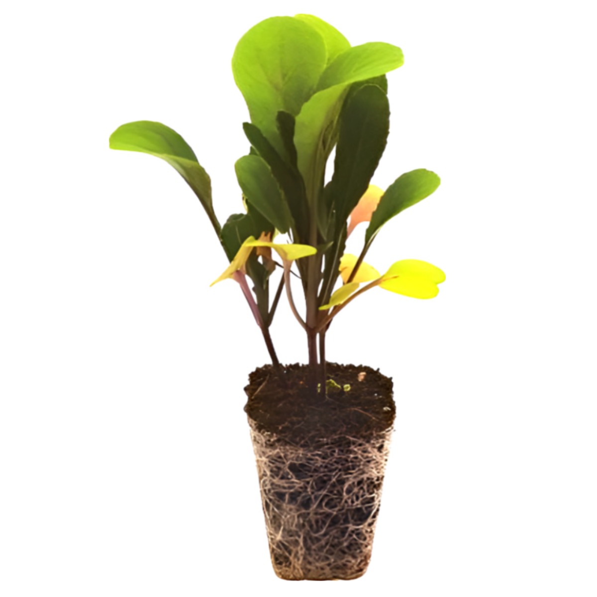 파머시카 루꼴라 모종 식용 허브 5,000원