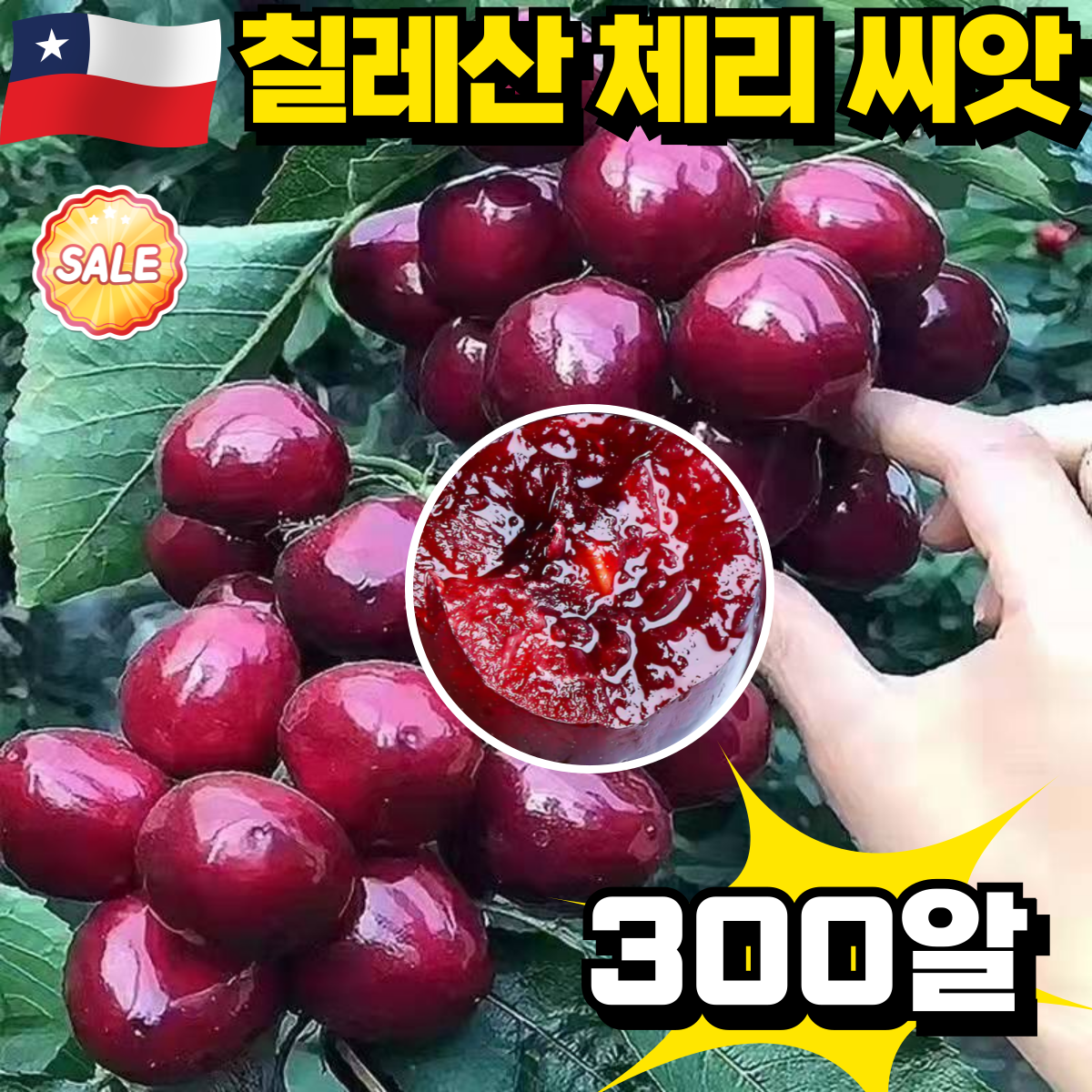 [양질 4J급라지]전수입 칠레산 체리 씨앗 칠레 육종기지 8호 쉬운재배 16,500원