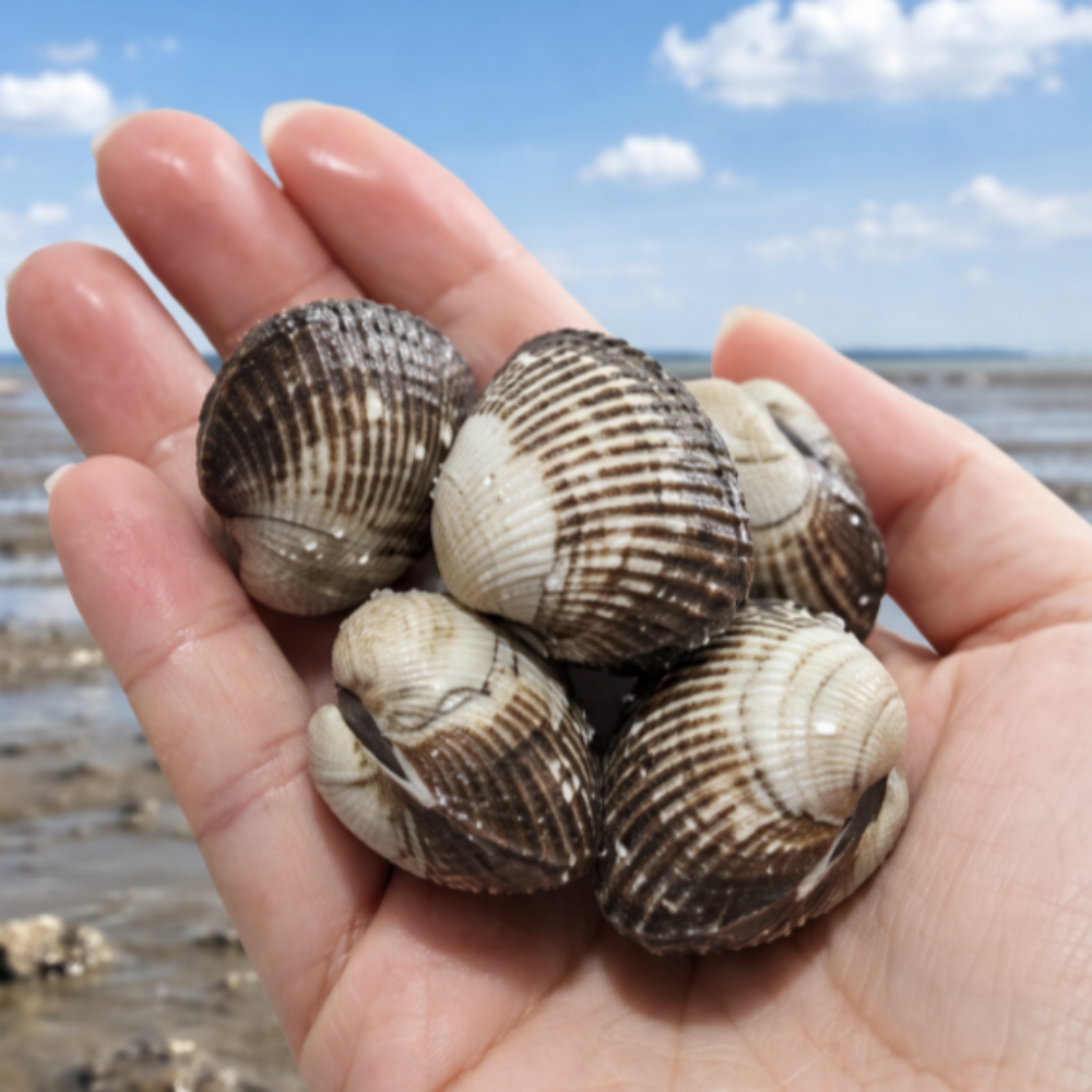 벌교산 꼬막 새꼬막 당일채취 당일배송, 1박스, 6kg 24,160원