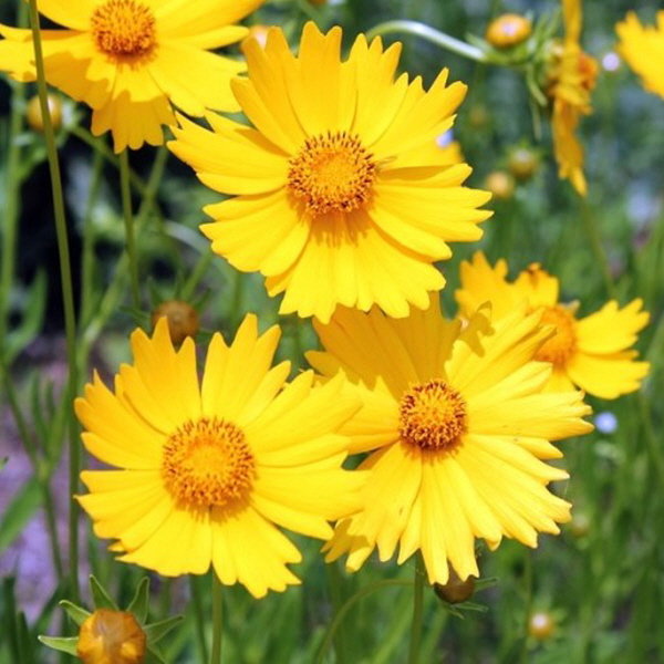 금계국 포트_10개 14,640원