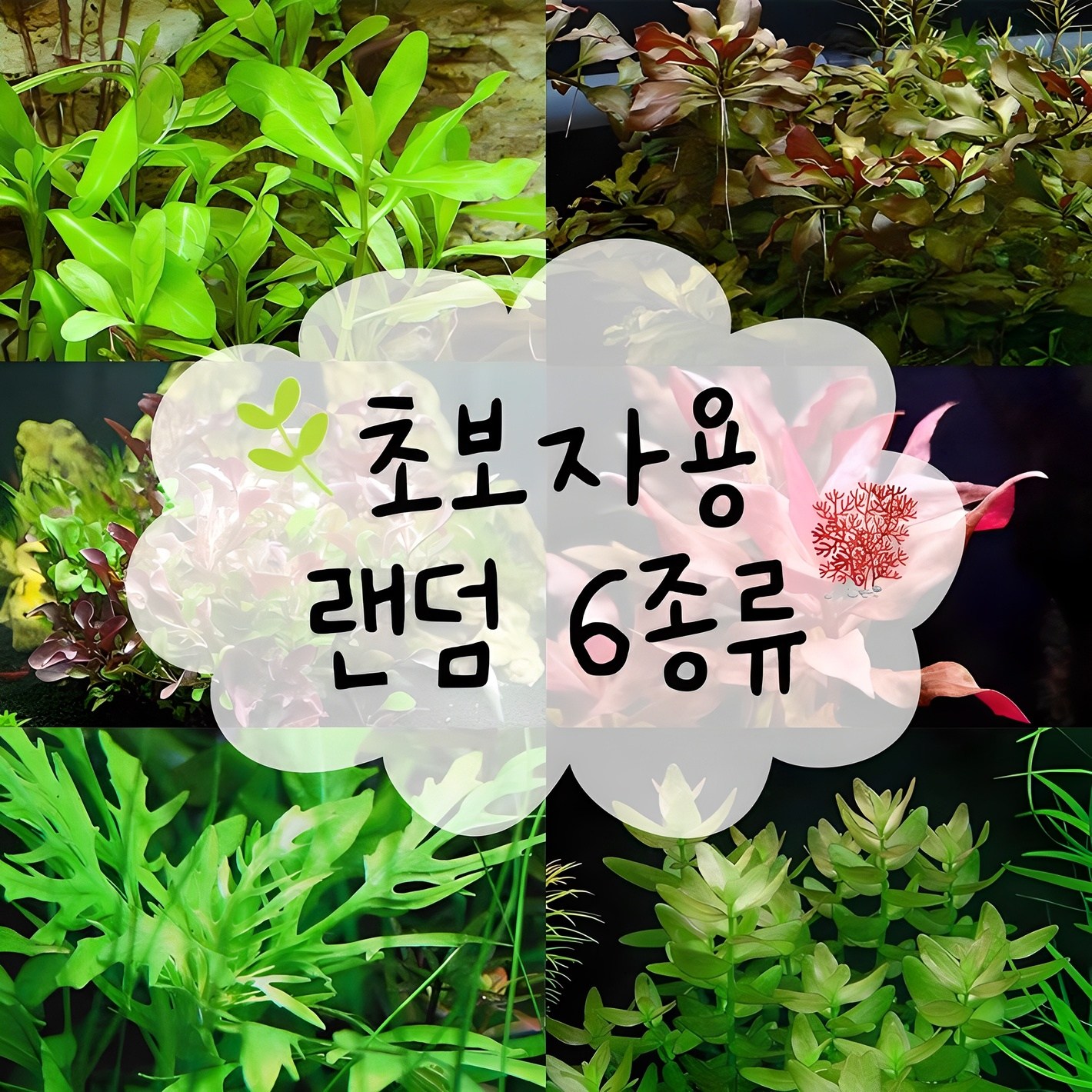 피알피쉬 450 수초 (1.5자 초보자용 수초) 30촉내외 9,900원