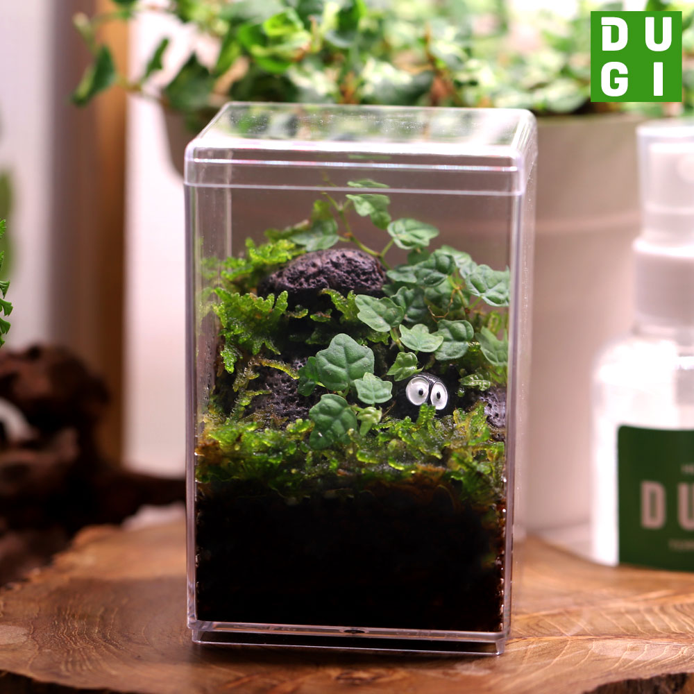 제주애기모람 높은 직사각 테라리움 (에그스톤타입) DIY 키트 13,800원