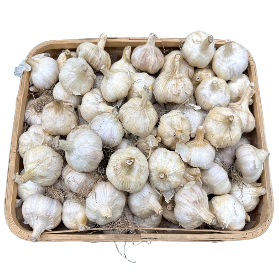 [한끼 채소]국내산 홍산마늘, 1개, 1개, 10kg - 대 76,190원