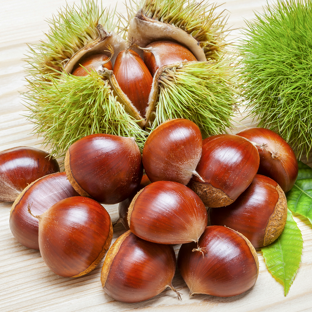 25년수확 최상급 특대 공주 칼집밤 산지직송 43,820원