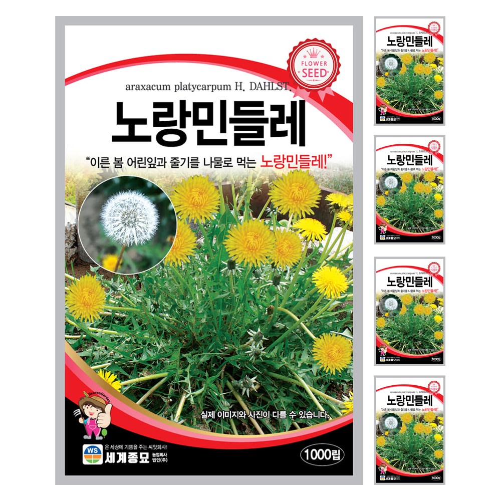 민들레 노랑 씨앗 꽃씨 1000립 꽃씨앗 세계종묘 모칸도 10,000원