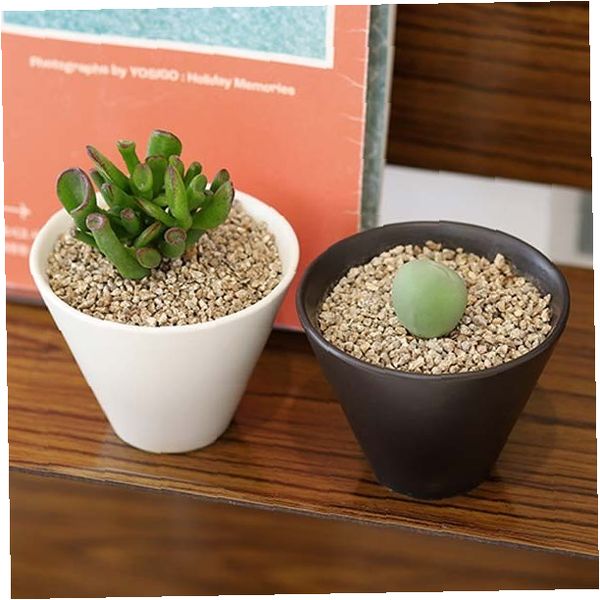 실내 인테리어 책상 창가 장식용 미니 화분 다육이 식물 키우기 세트 도자기 화기, 1개, 화이트 p. 토끼선인장 33,570원