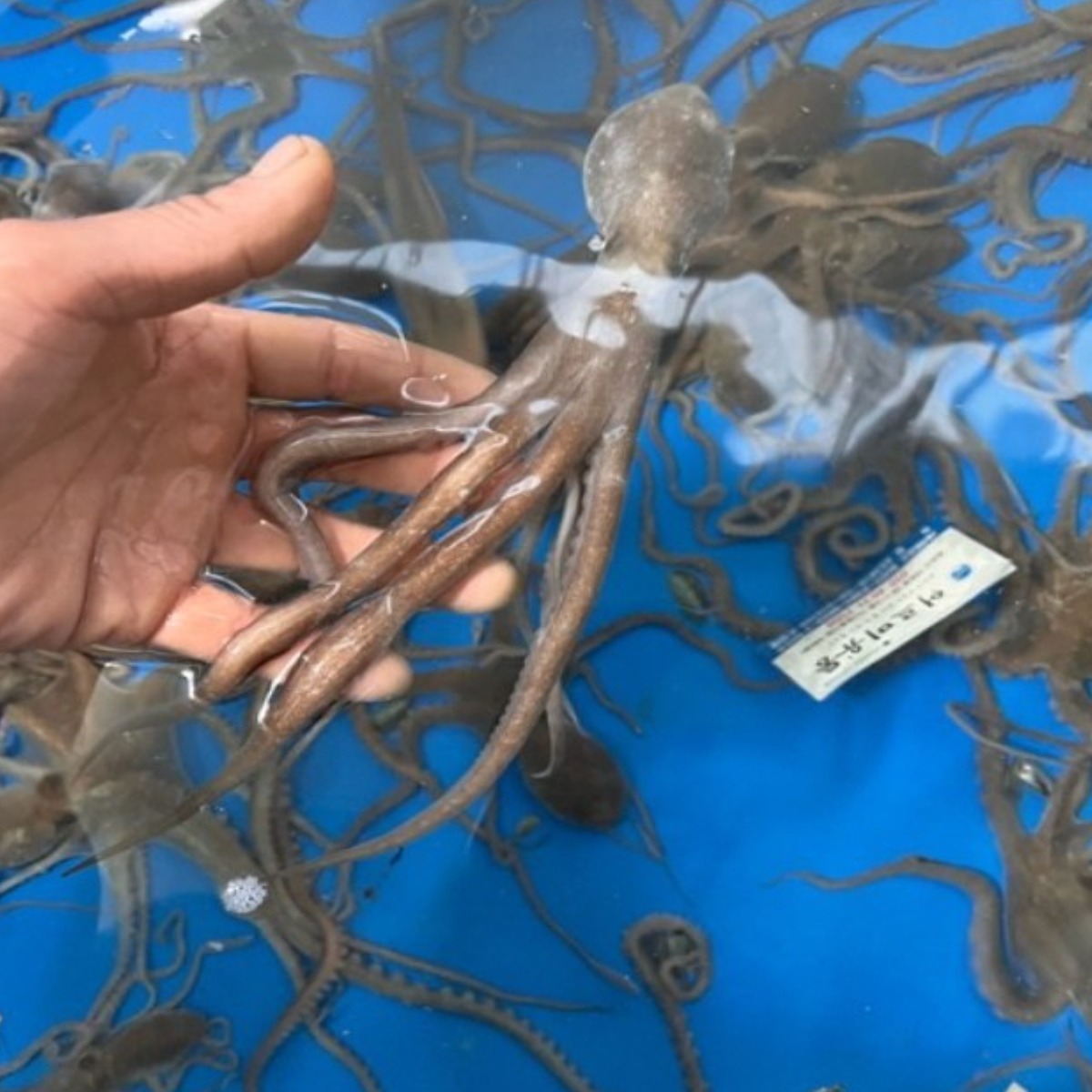 국내산 해감 뻘낙지 목포 세발낙지 105,000원