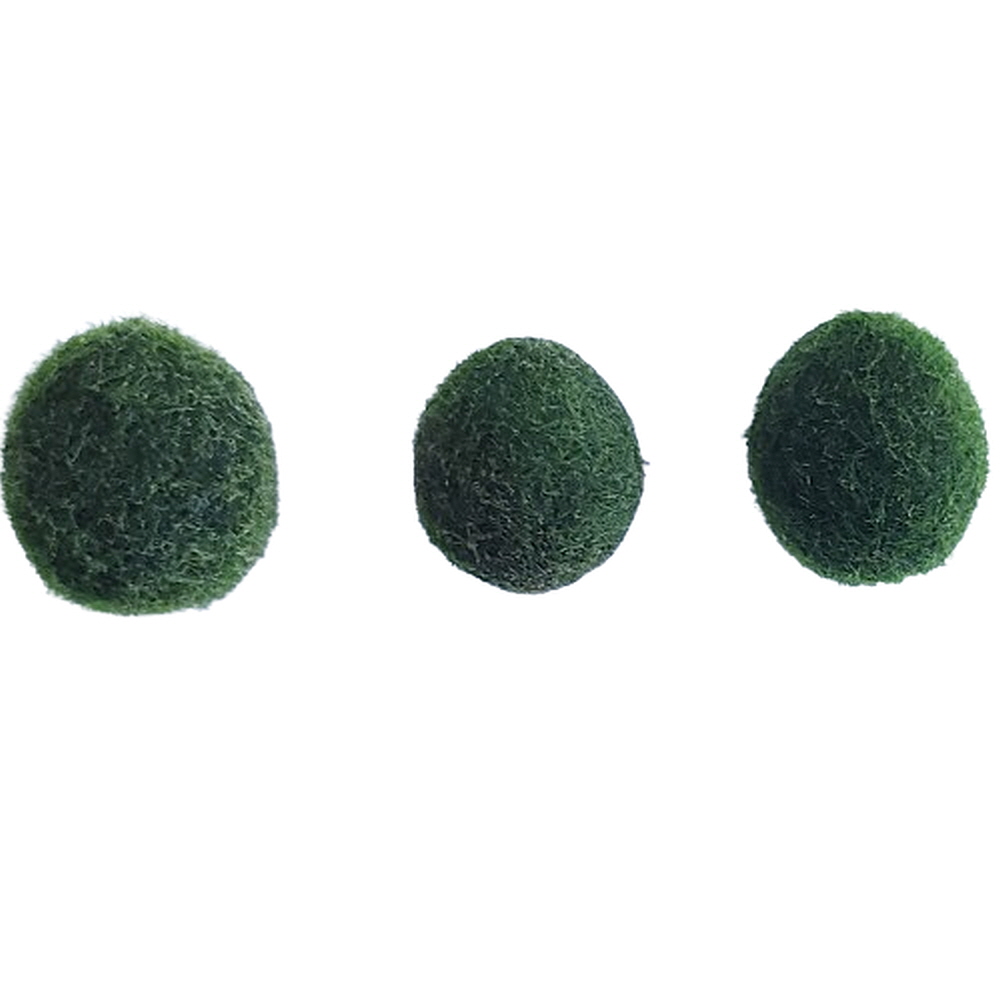 [미초 특가] 마리모 (대형) 3개 / 어린이선물 / 인테리어 / 수경식물 / 새우 수초 / 모스볼 / 마리모 12,800원