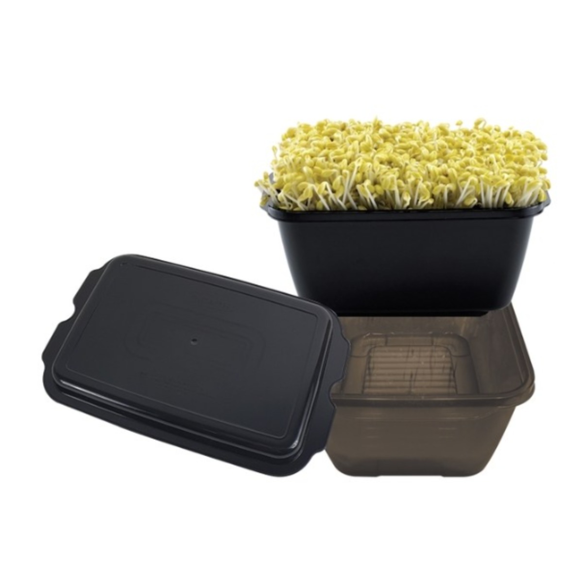 이지앤프리 집에서 콩나물키우기 + 콩 50g 증정 콩나물재배기, 1개, 4종 9,350원