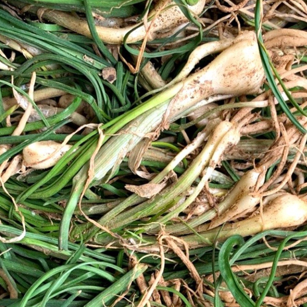 늘푸른농산 산지직송 노지 흙달래, 1박스, 500g 7,900원