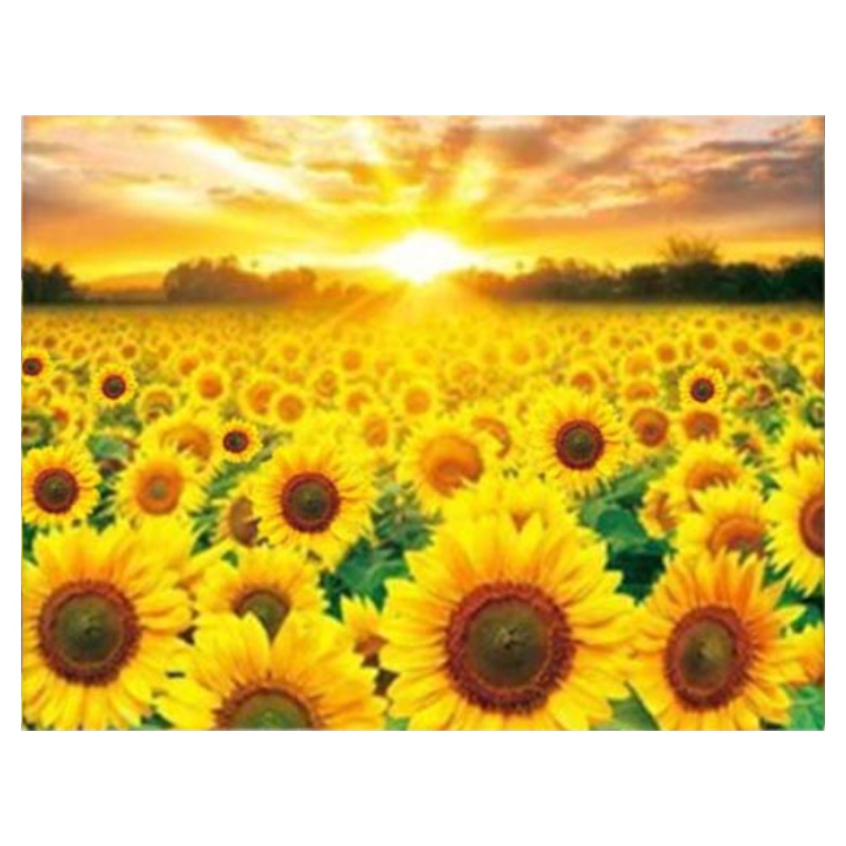 엠제이에스 명화그리기 50x40cm (캔버스형) DIY 유화 세트, KK11 - 황금가득 해바라기 마을 15,450원