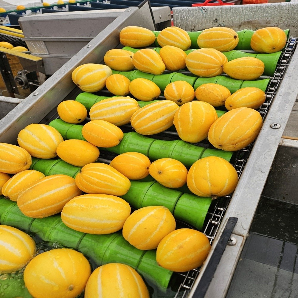 진짜 성주 꿀 참외 못난이 3kg(포장재무게포함.실중량2.5kg) 22,410원