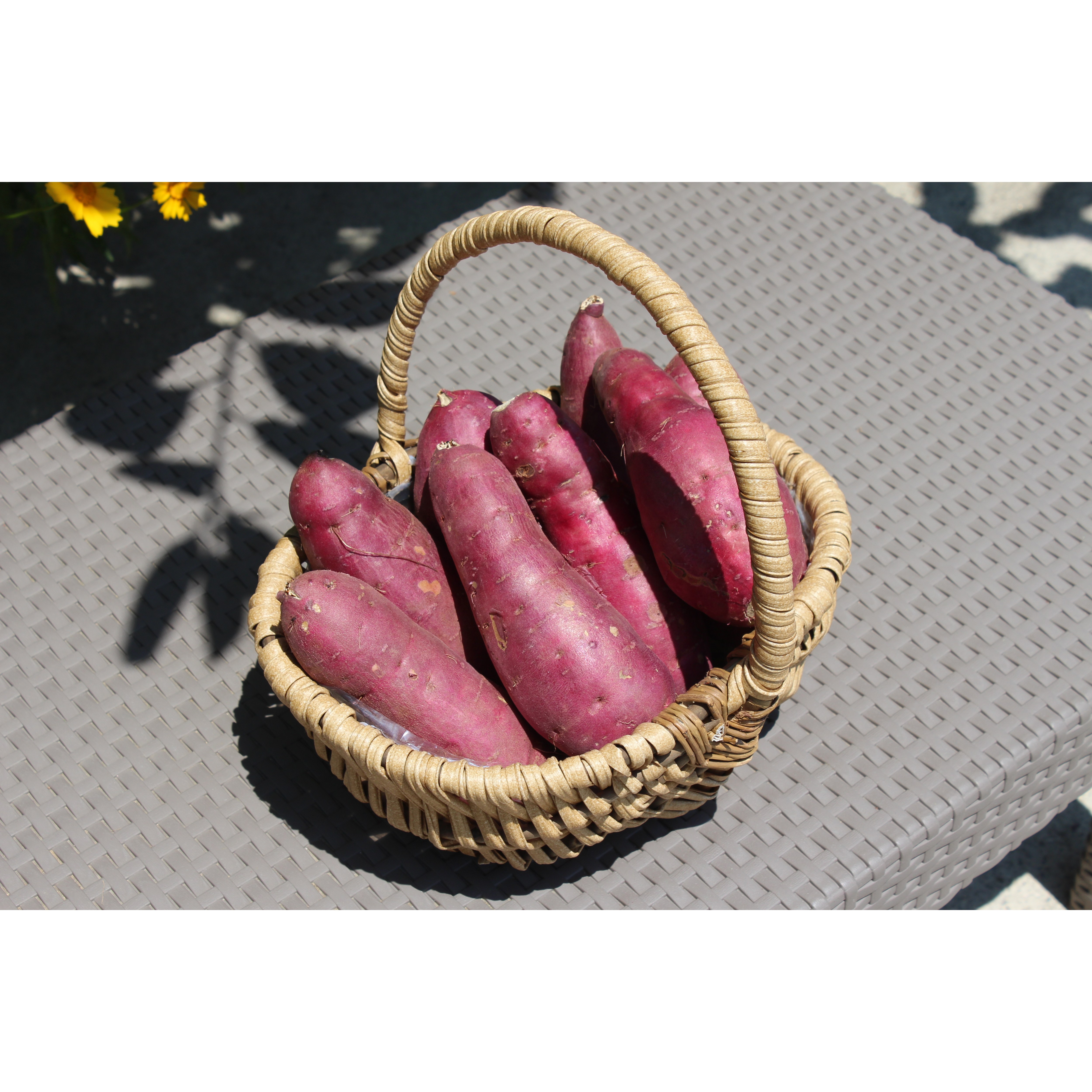 지리산 산청 꿀고구마 친환경 무농약 무료배송, 철 만난 고구마 할인 판매 11,000원