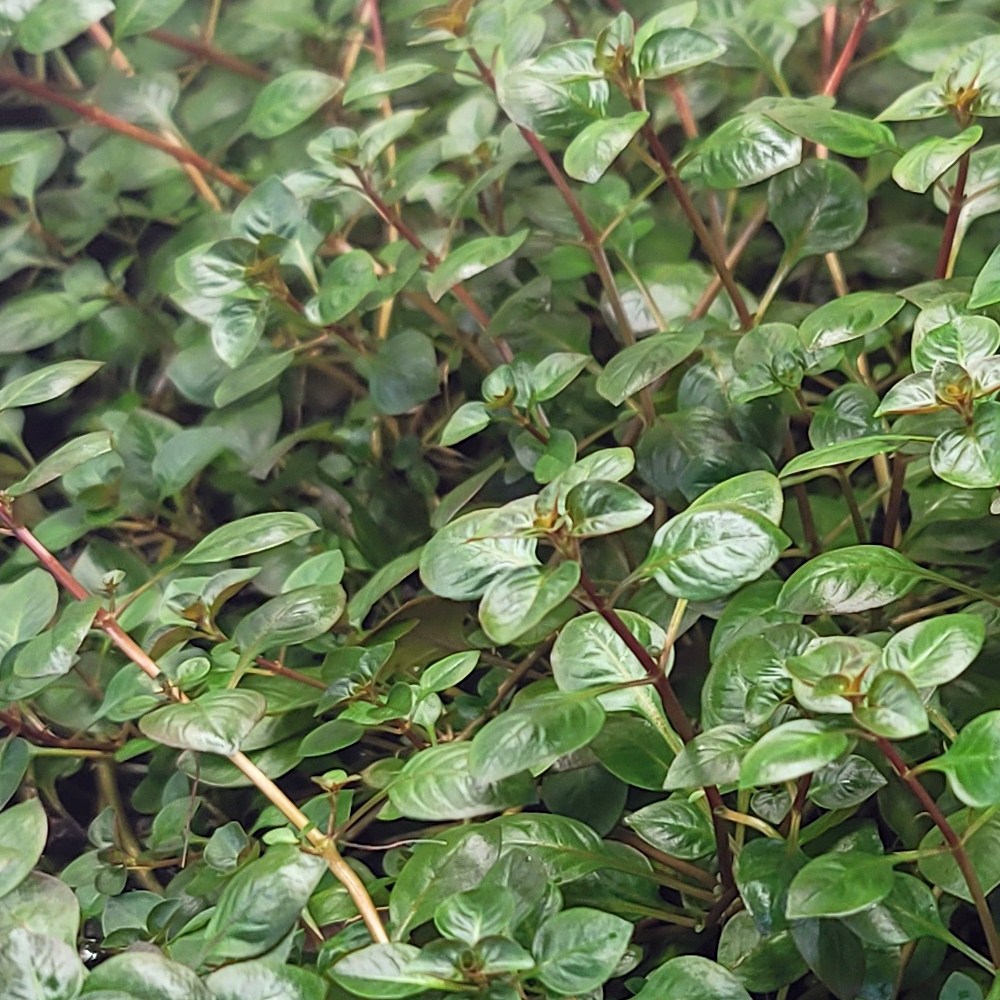 루드위지아 슈퍼레드 수상엽 15촉 5,800원