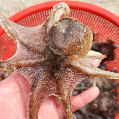 삼시세끼연구소 서해안 국산 쭈꾸미 활쭈꾸미 주꾸미 생물 생쭈꾸미 산지직송 1키로 2kg 알배기 알쭈꾸미 사전예약, 1kg, 1개 59,900원