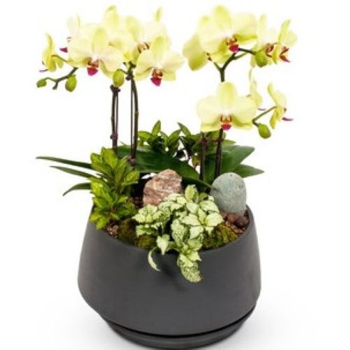 플라워피아 서양란 동양란 축하화분배달 개업 승진 취임 고급선물, 1개, 9.포춘(고급형) 83,500원