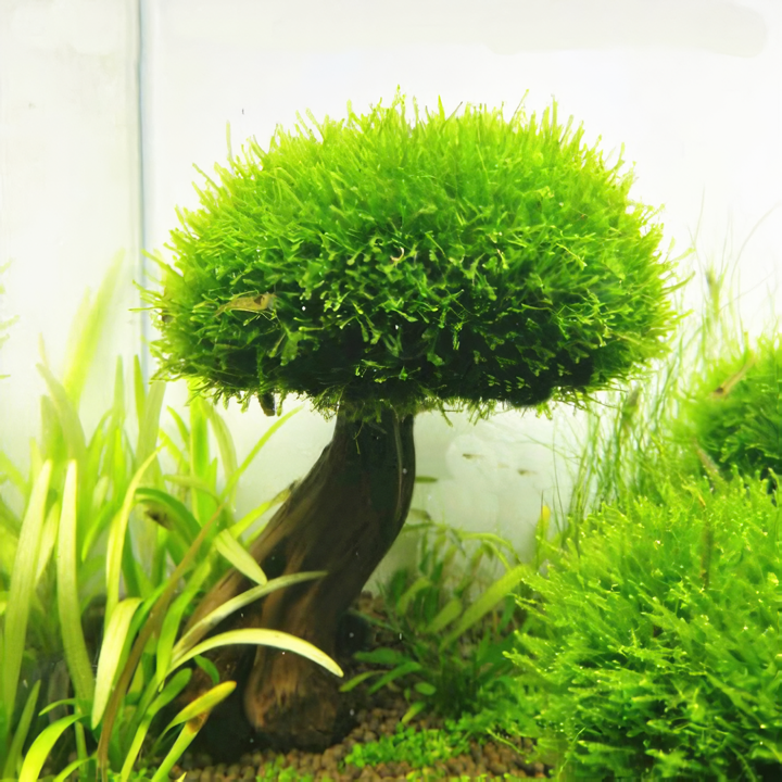 초보 키우기 쉬운 어항 활착 모스 음성수초 구피 놀이터 장식품 모스트리 천연유목 9,800원