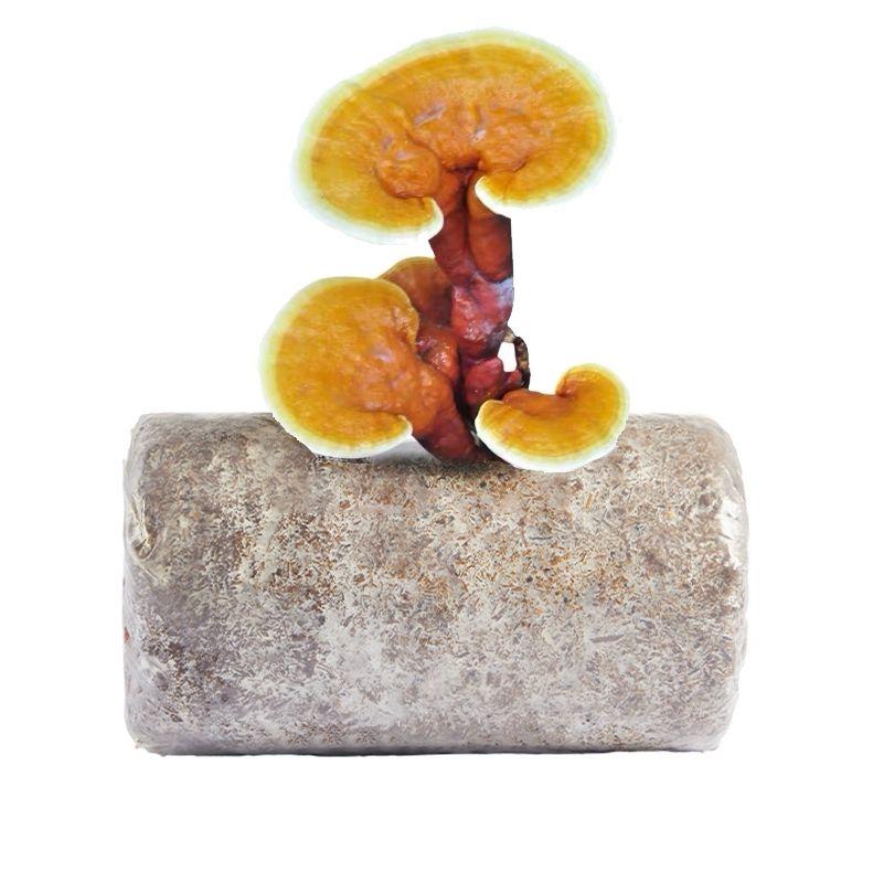 농기구 가정용 자동 무토양 버섯 식물 재배기 생태 상자 농장용 26,300원