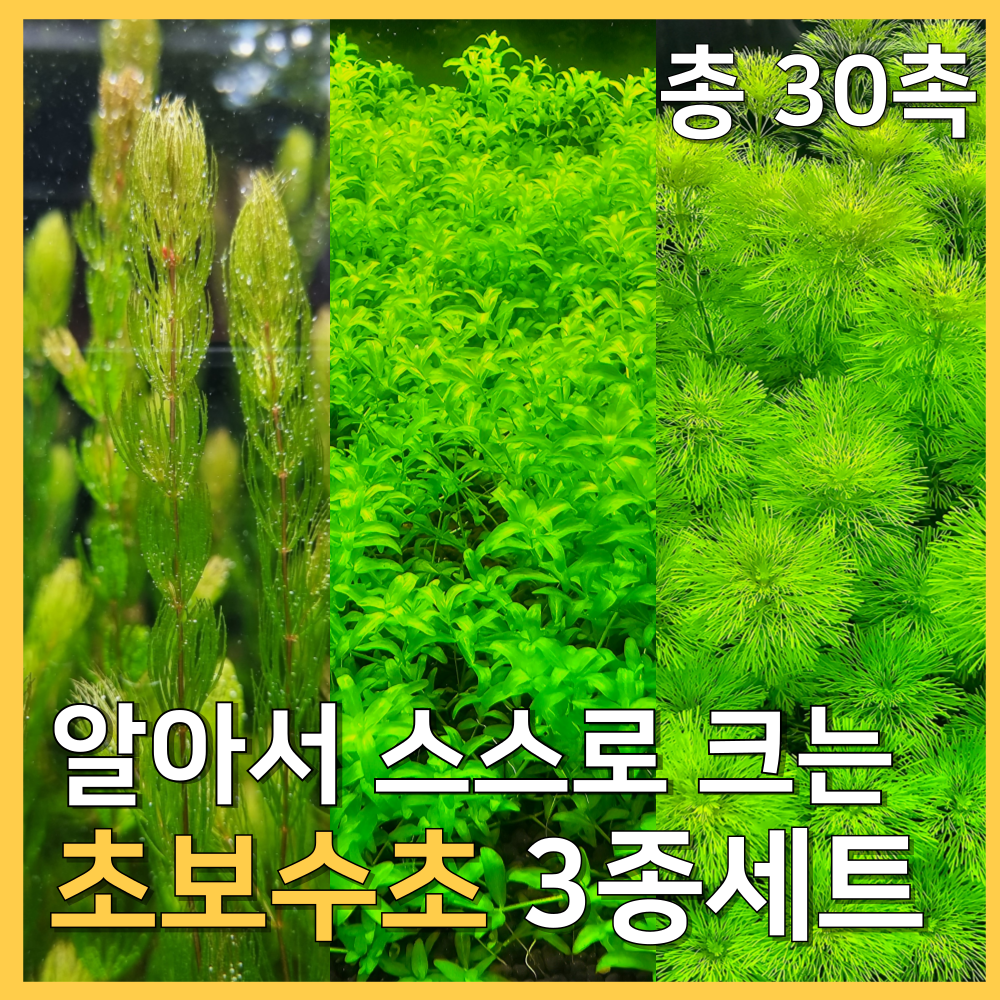 [수초농부] 검역 알아서 크는 초보수초 3종세트 암브리아 붕어마름 펄글라스 각 10촉씩 초보자 13,500원