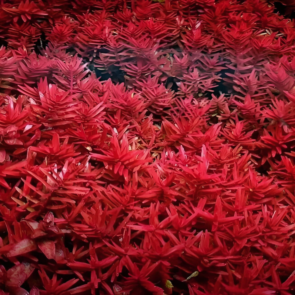 [수초장터] 로탈라 블러드 레드 달팽이 이끼 없는 수초 구피 새우 물고기 어항 은신처 6,750원