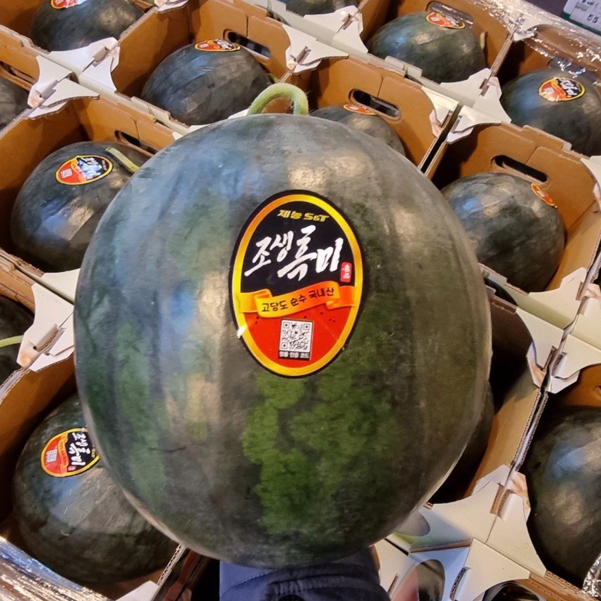 충북 음성 프리미엄 고당도 고랭지  흑수박 47,500원