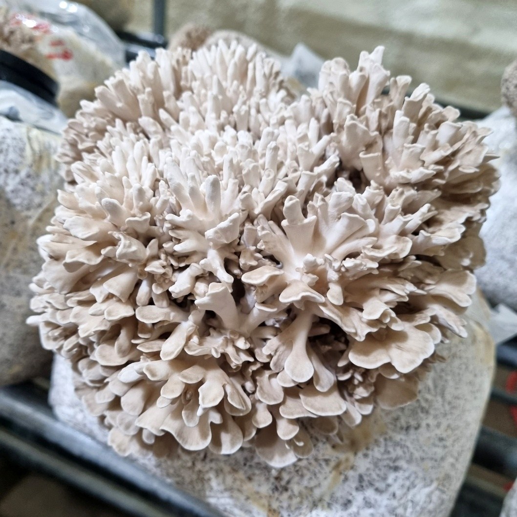 친환경 생잎새버섯 GAP인증 명인 특허받은 무농약 버섯 6시 내고향 잎새버섯 34,900원