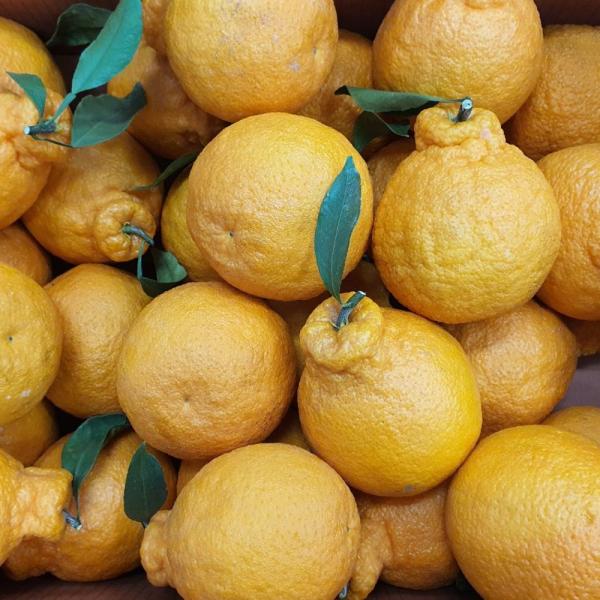 제주 만감류 한라봉 가정용 10kg 13브릭스이상 선물용 가정용 혼합과 산지직송 140,300원