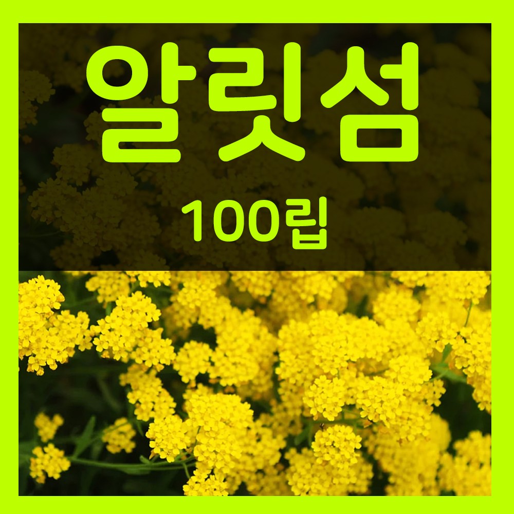 꽃씨몰 꽃씨 봄 파종 여름꽃씨 가을 노지월동 다년생 야생화 양귀비 종자 꽃씨앗 2,000원