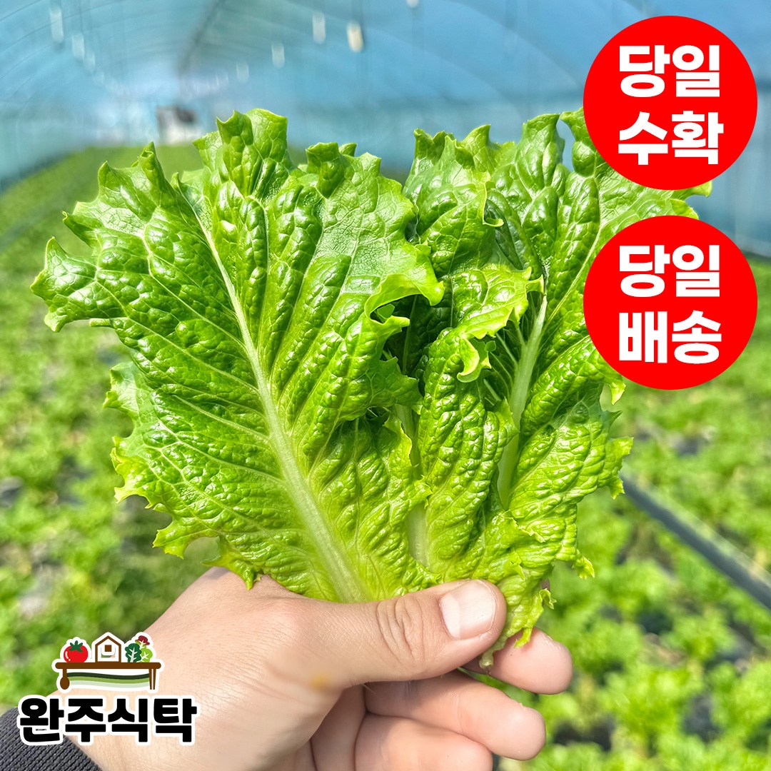 [당일수확] 국내산 청상추 로메인 농장직송 완주식탁, 1kg, 1박스 10,900원