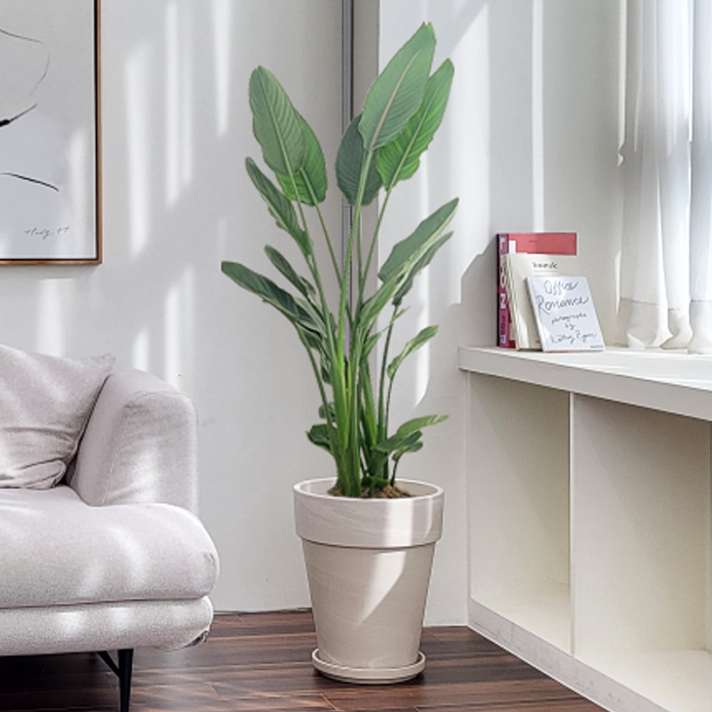 농원청년 크림토분 취임 영전 이직 승진 축하화분 실내 공기정화식물 사무실 카페 매장 공간 인테리어식물 거실화분 집들이 개업식 축하화환 여인초 금전수 뱅갈고무나무 아레카야자 행운목 149,000원