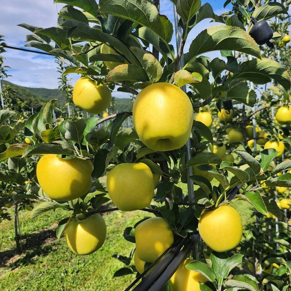 [아삭달콤 고당도] GAP인증 청송사과 시나노골드 황금사과 소중과 혼합 98,500원