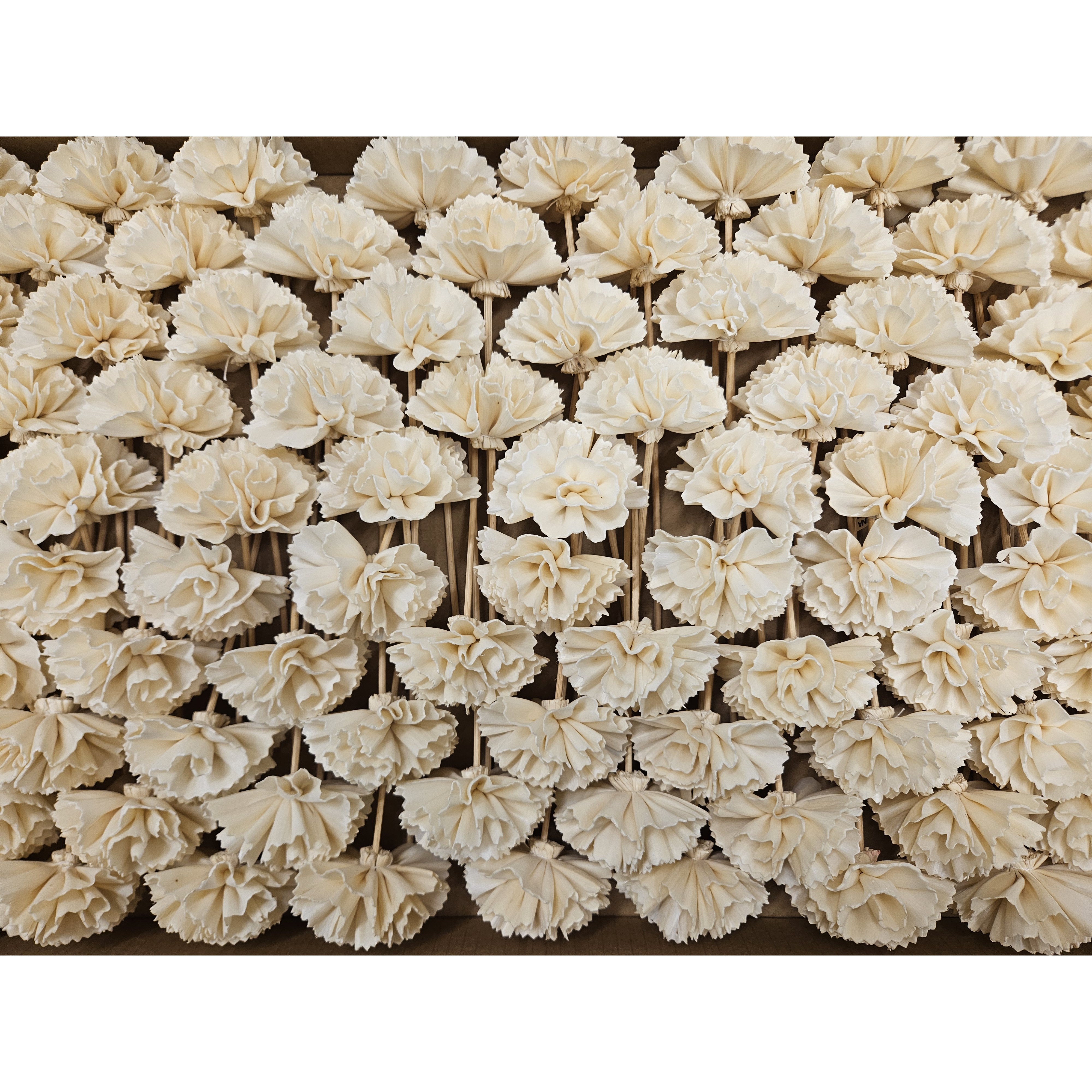 [캔들메이드] 카네이션 아이보리 스틱, 아이보리, 1개, 100개입 40,000원