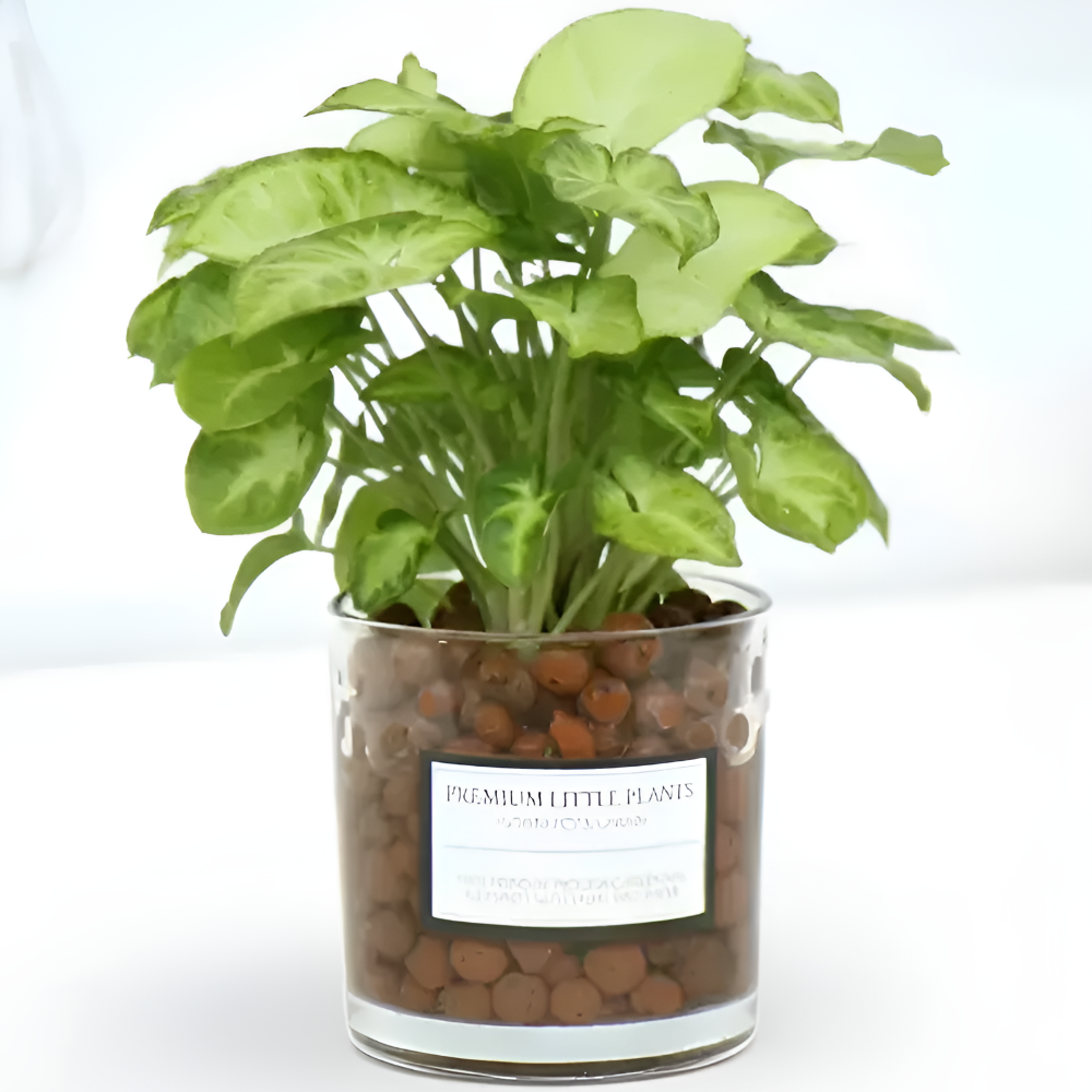 피오그린 천연 가습기 원통유리 하이드로볼 수경세트 공기정화식물 거실인테리어, 1개, 14 싱고니움 15,900원