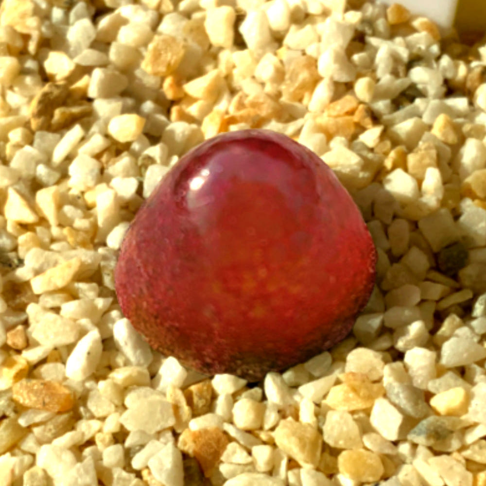 코노피튬 부르게리 딸기젤리 다육식물 8,000원