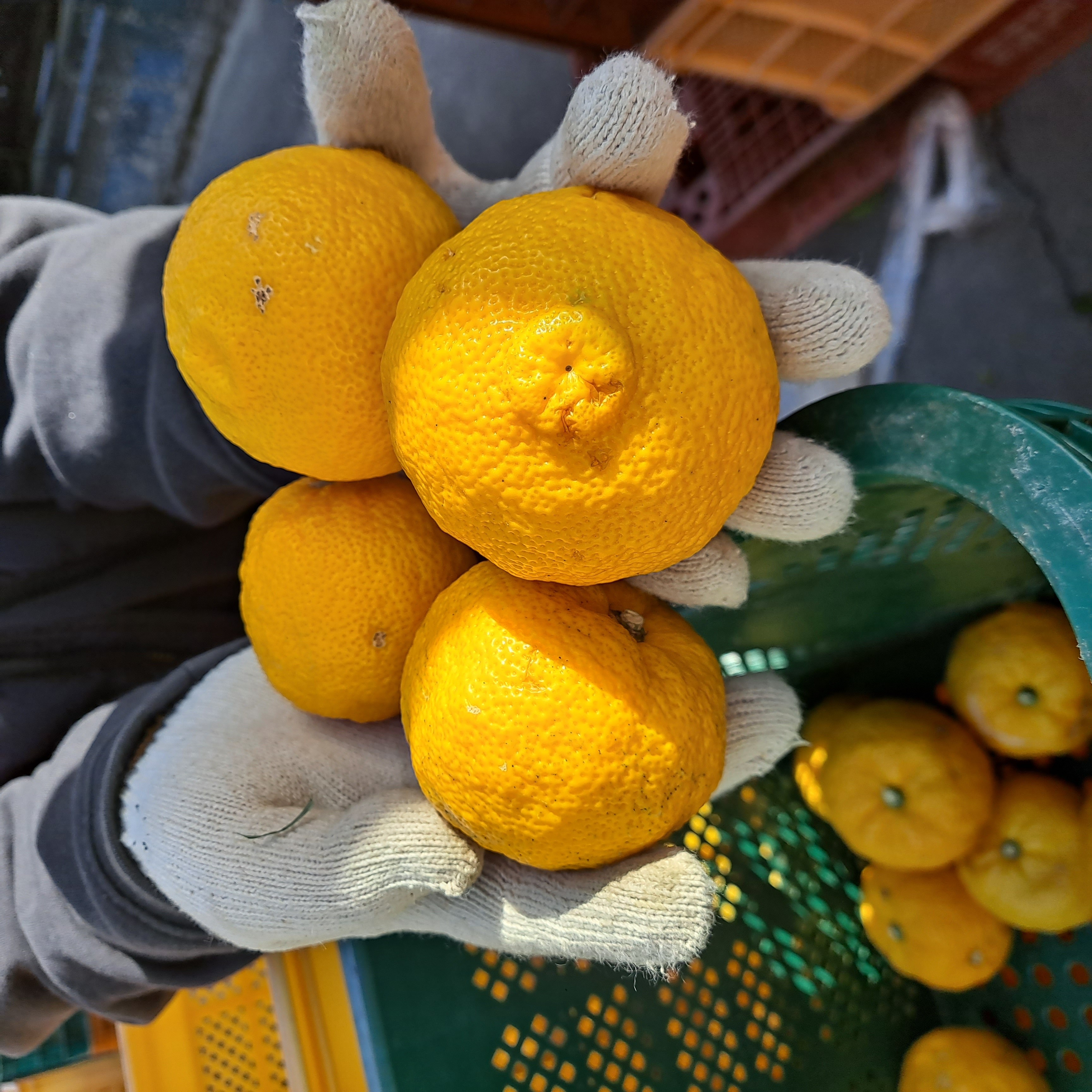 [산지직송] 고흥 햇유자 생과, 새콤달콤 고흥유자, 1박스, 못난이 5KG 92,000원