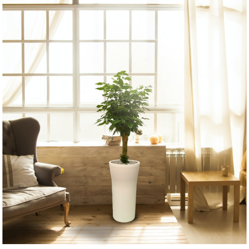 [한정특가 오투트리] 대형 화분 당일무료배송 축하선물 개업선물 이사선물 승진선물 플랜테리어 실내공기정화식물 녹보수 74,000원