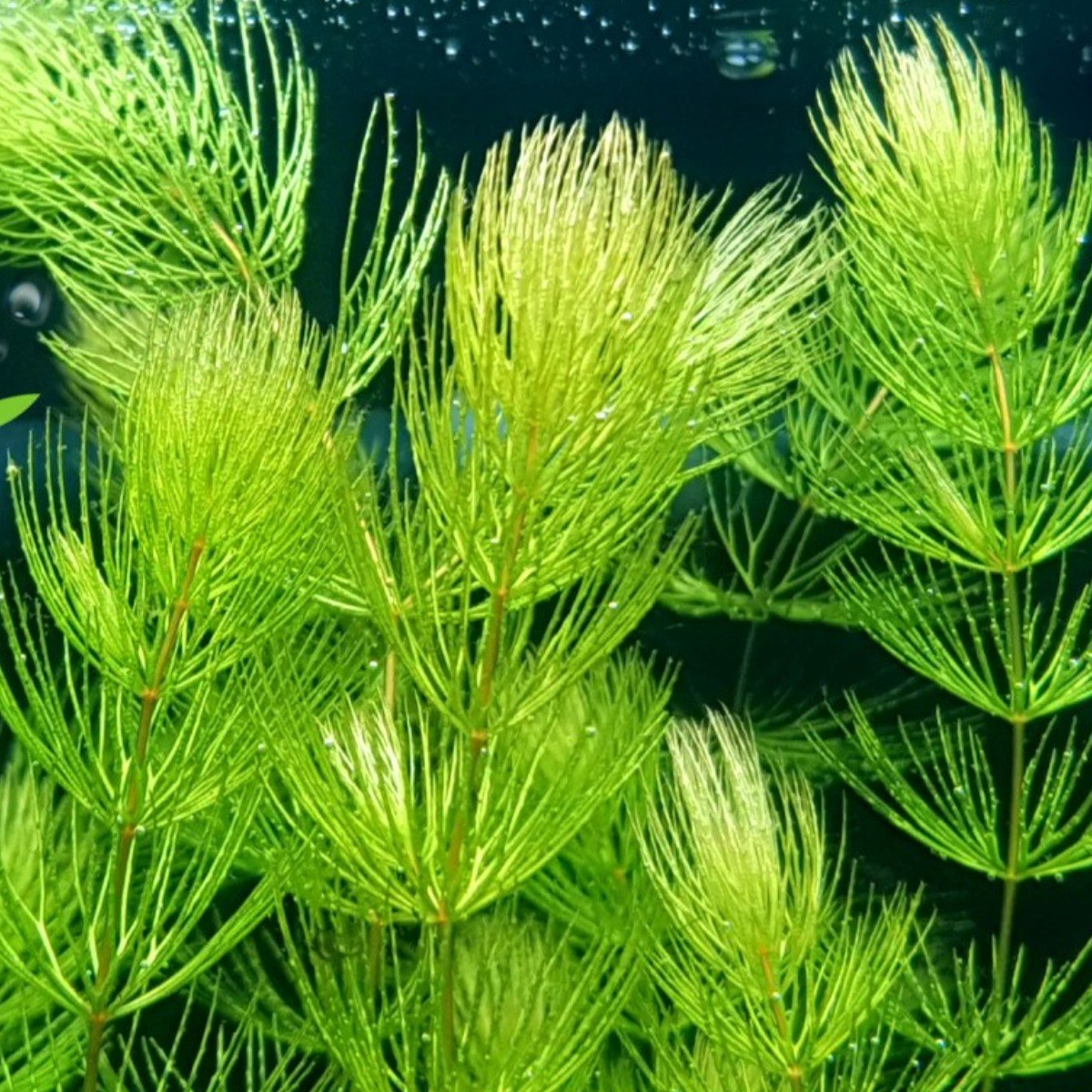 [미초 특가] 너무 잘자라는 붕어마름 수초 12촉 / 어항 수초 / 초보 수초 / 치어 수초 / 부상 수초, 1개 9,800원