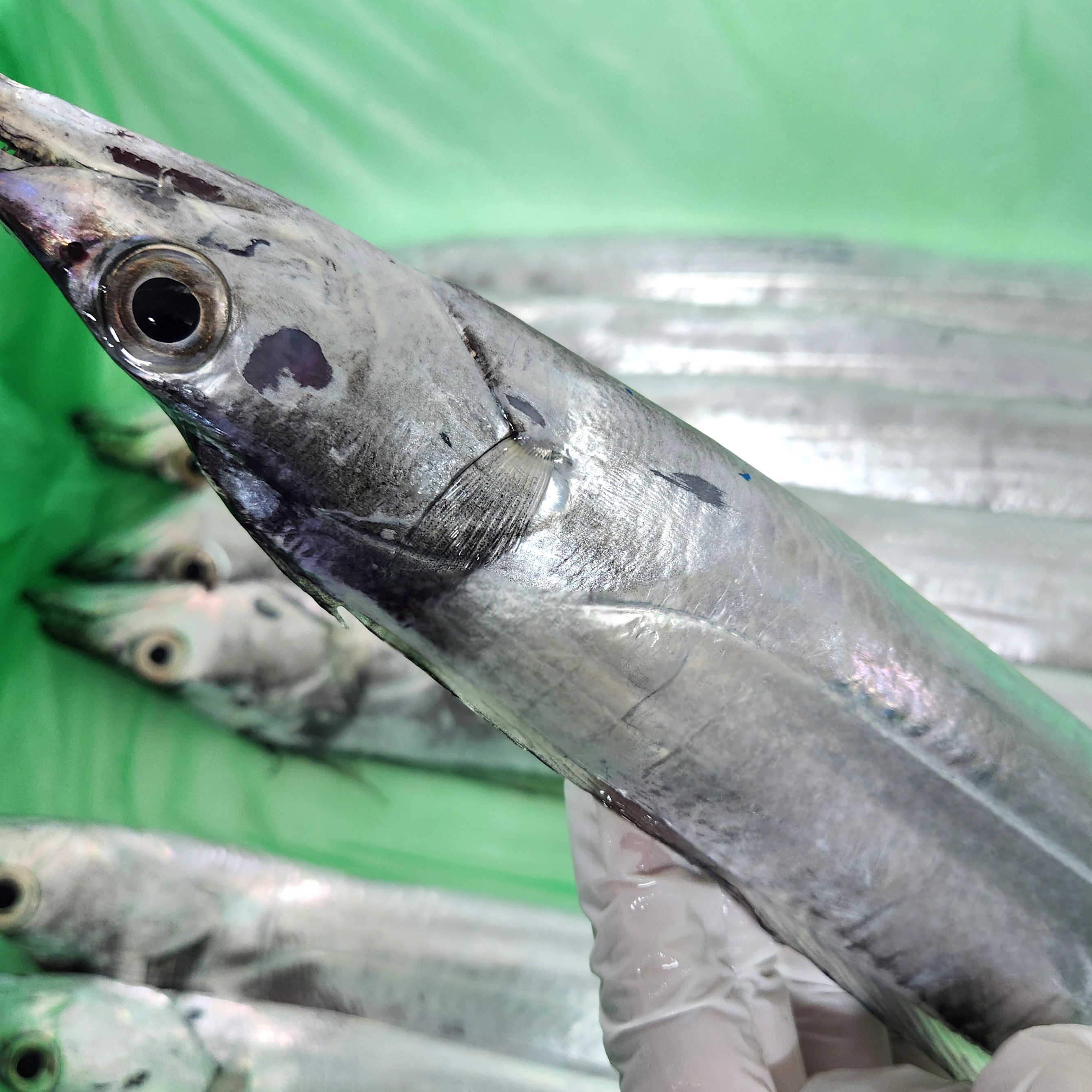 제주 갈치 당일바리 은갈치 새벽입찰 250g크기 8마리 49,000원