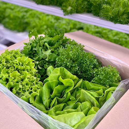 바른팜 무농약 유러피안 샐러드 야채 쌈채소 대용량 채소모둠 (2~3종 모둠), 1박스, 1kg 7,000원