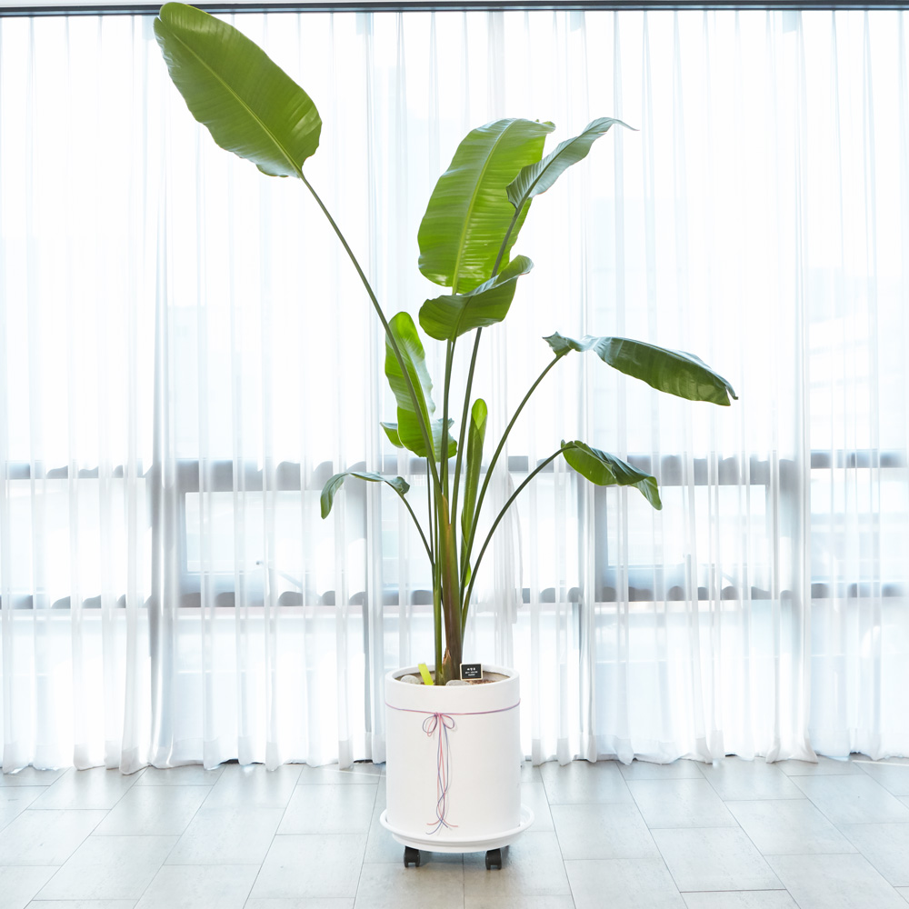 농원청년 돈나무 금전수 인테리어 공기정화식물 개업화분 집들이 승진 선물 사무실 이전 개원 병원 식당 개업식 축하화분배달, 63.VIP특대형 극락조(여인초), 1개 239,000원