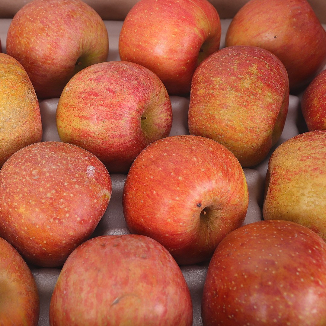 경상북도 햇 부사사과 가정용 16,900원